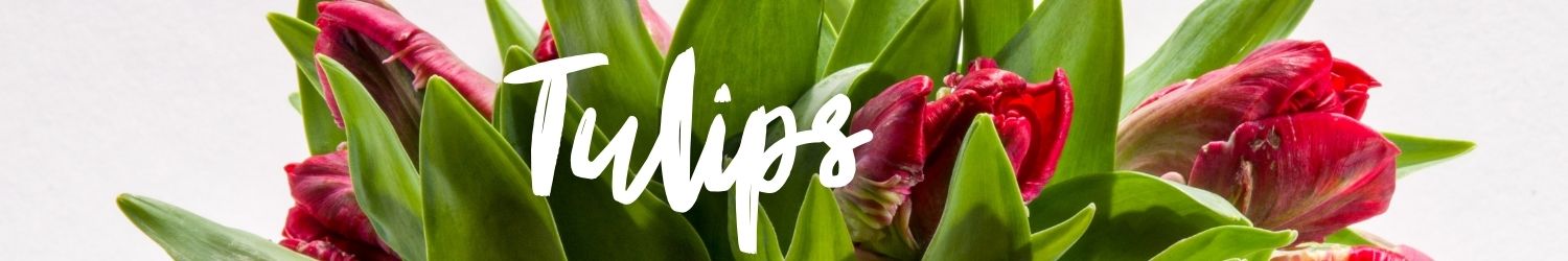 NYC Flowers-Tulips